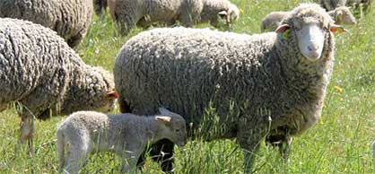 Agneaux élévés par Méchoui Luberon